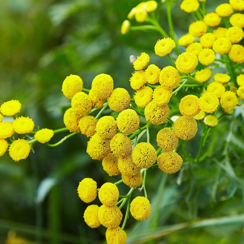 Blue Tansy Balance Face Oil Skincare Serums for Calming Moisture