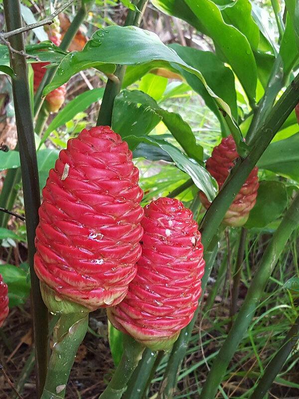 4 Shampoo Ginger Rhizomes, Zingiber Zerumbet, Pine Cone